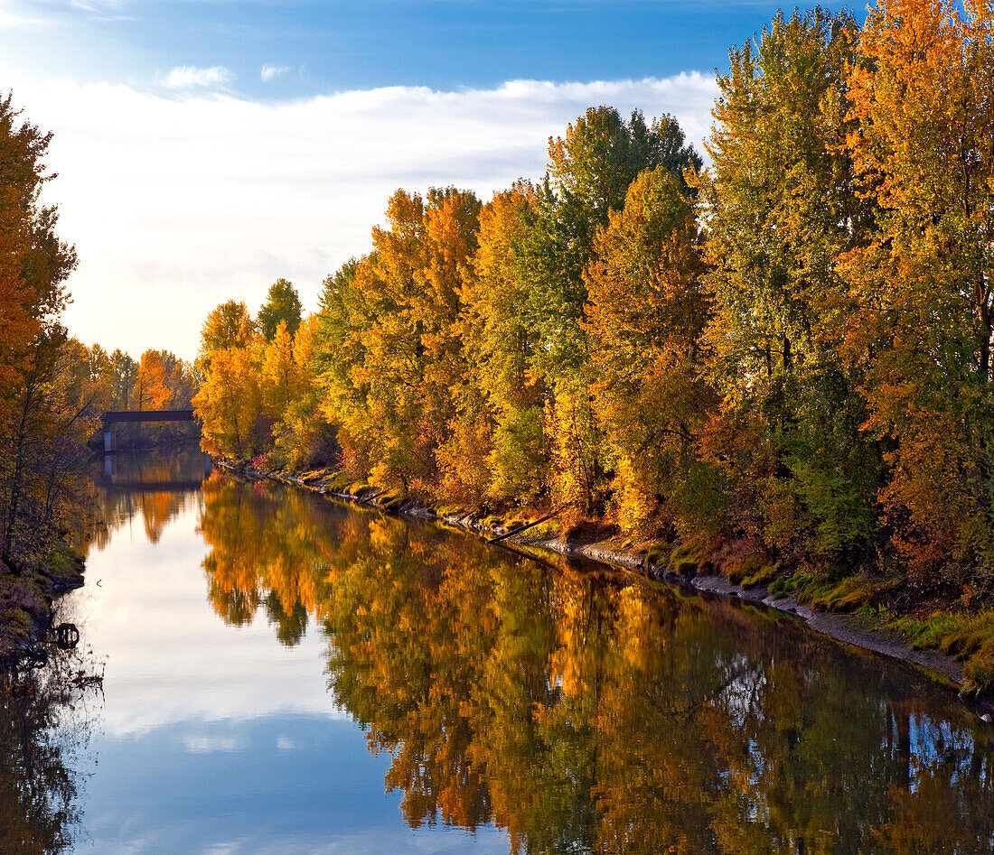 Trees Along River, Portland, Oregon USA