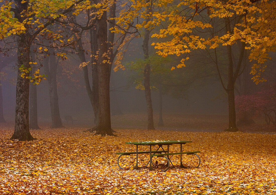 Picnic Table in a Park, Portland, Oregon, USA