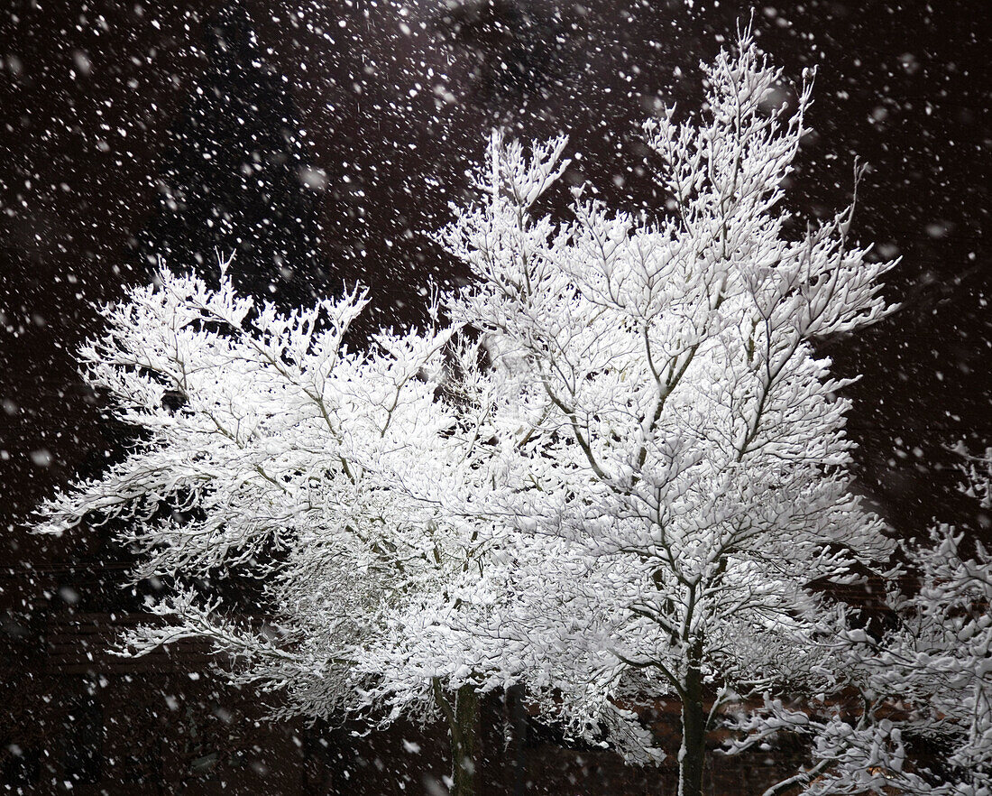 Freshly Falling Snow and an Illuminated Tree, Portland, OR, USA