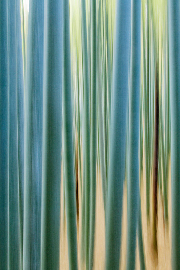 Bamboo Forest Closeup, Kyoto, Japan