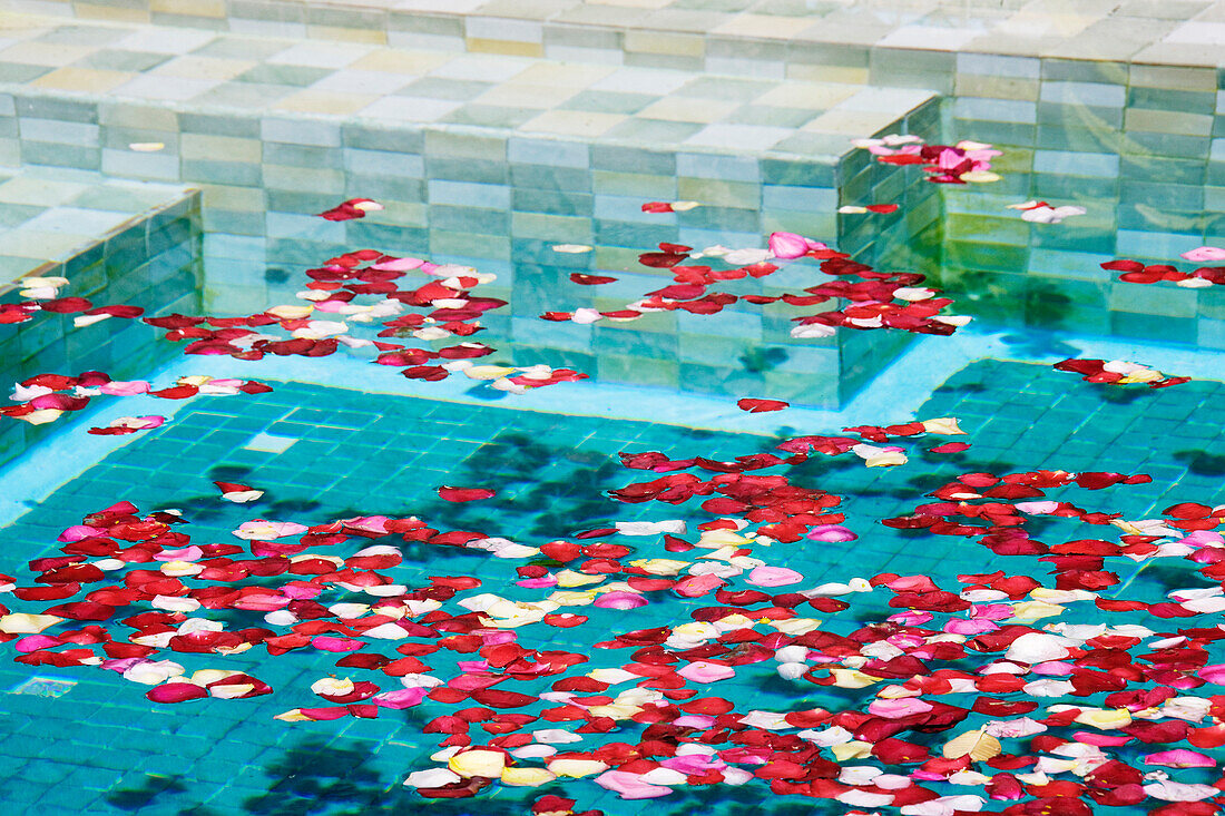 Swimming Pool with Rose Petals, San Miguel de Allende, Guanajuato, Mexico