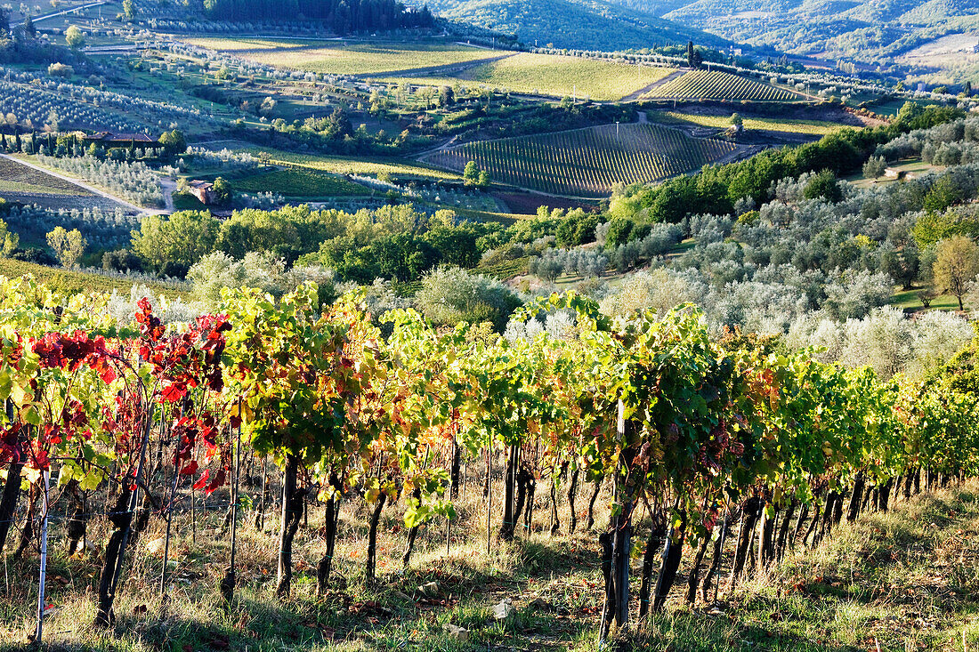 Grapevines and Olive Trees, Panzano in Chianti, Tuscany, Italy