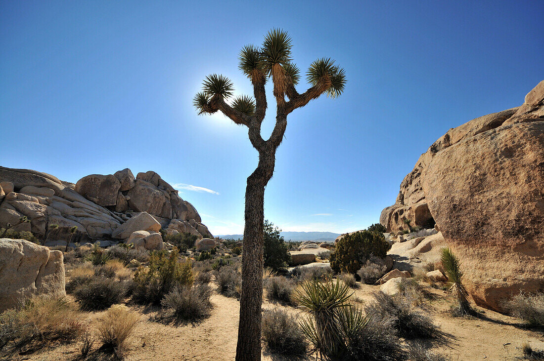 Yucca brevifolia at Joshua Tree National Park, south California, USA, America