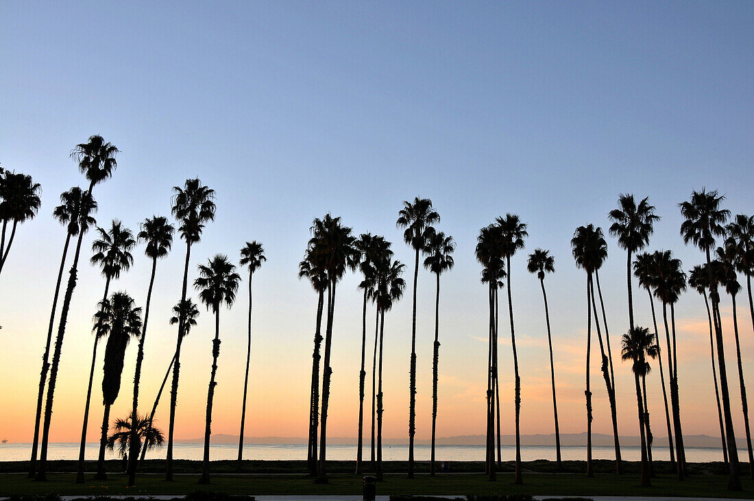 Palmen am Pier bei Sonnenaufgang, Santa Barbara am Highway 1, Pazifikküste, Kalifornien, USA, Amerika