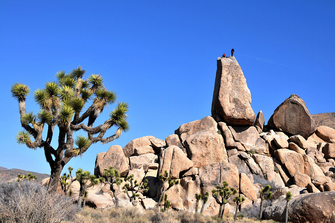 Josua-Palmlilie und Felsen im Joshua Tree Nationalpark, Süd Kalifornien, USA, Amerika