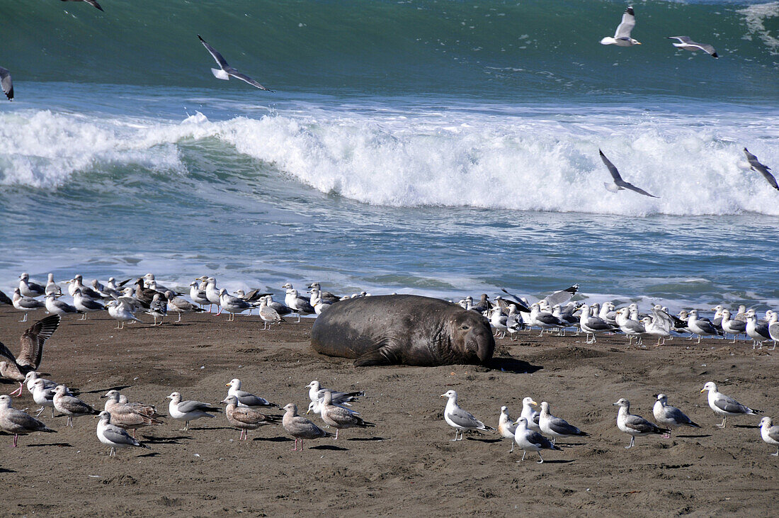 Seelöwen am Ragged Point am Highway 1, Pazifikküste, Kalifornien, USA, Amerika