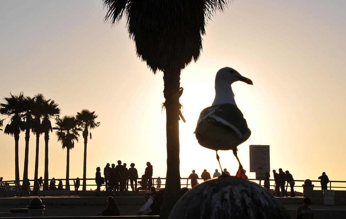 Menschen und Möwe am Venice Beach bei Sonnenuntergang, Santa Monica, Los Angeles, Kalifornien, USA, Amerika