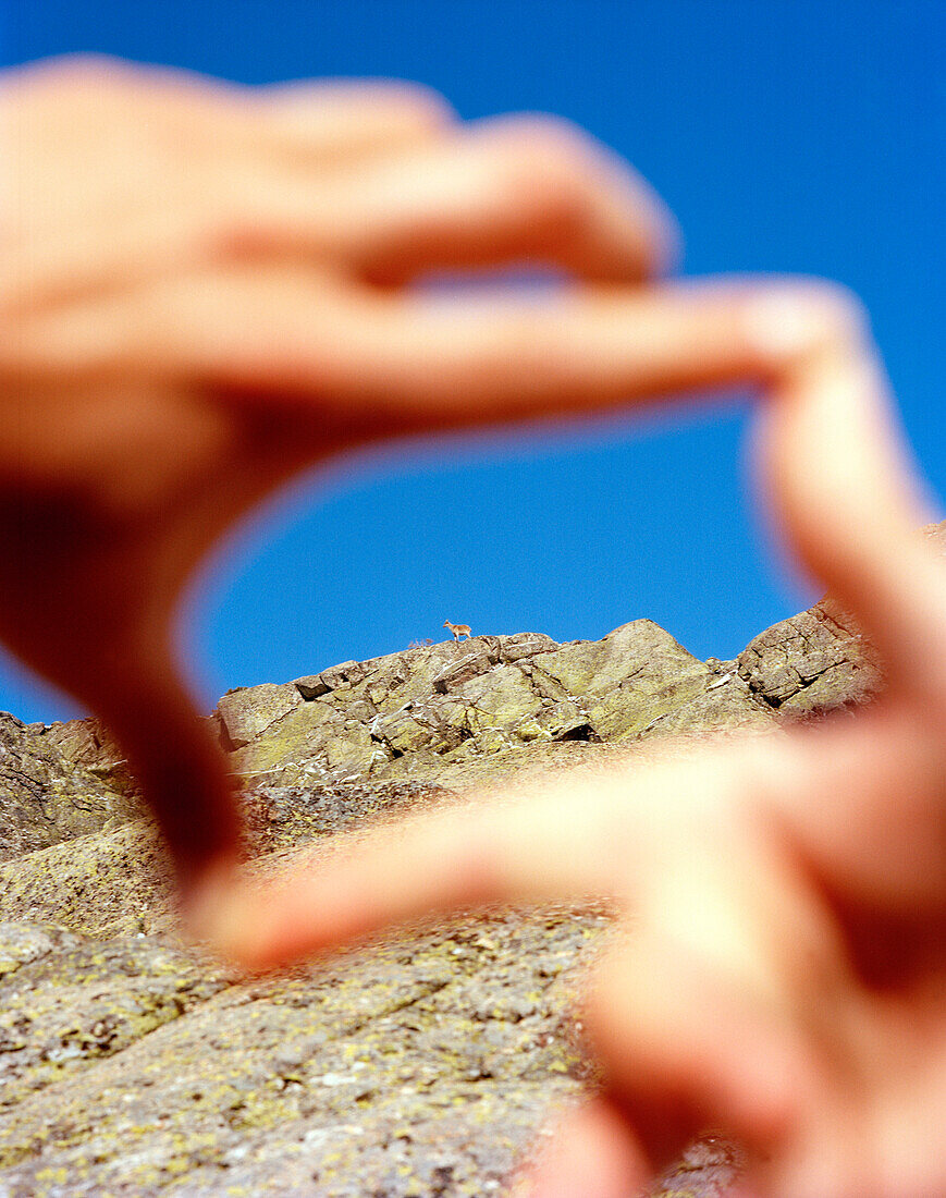 Capricorn on the mountain top, trail from Plataforma to Laguna Grande, Regional park, Sierra de Gredos, Castile and Leon, Spain