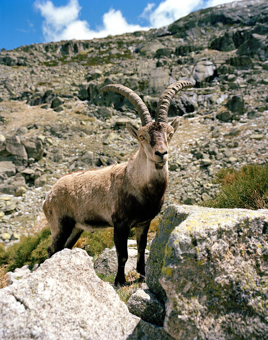 Capricorn standing on rocks near La Plataforma, Regional park, Sierra de Gredos, Castile and Leon, Spain