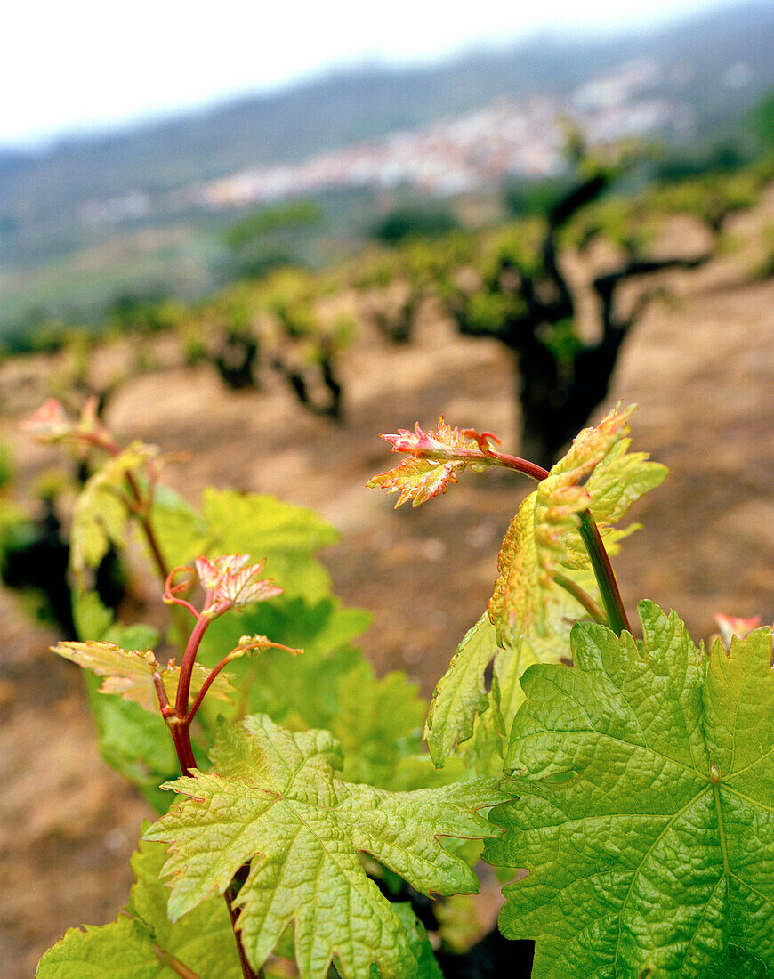 Grape vine, Vineyards of San Esteban de Valle, beneath Massiv Oriental, Sierra de Gredos, Castile and Leon, Spain