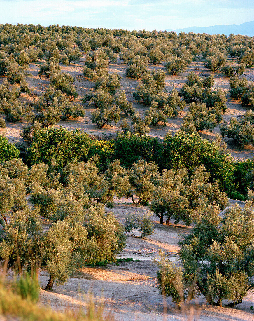 Olivenhain im Tal des Guadalquivir, Baeza, Andalusien, Spanien