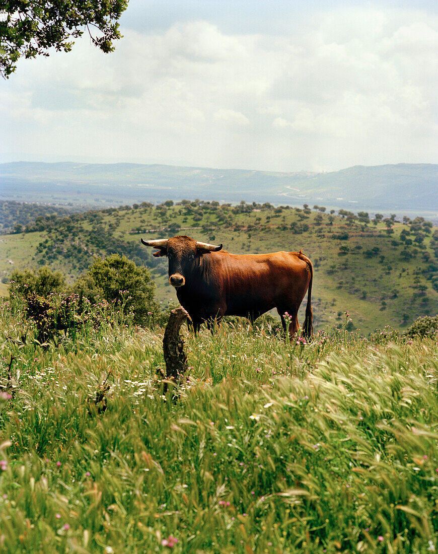 Kampfstier Toro Bravo aus der Ganaderia de Sancho Dávila, Sierra Morena, Andalusien, Spanien