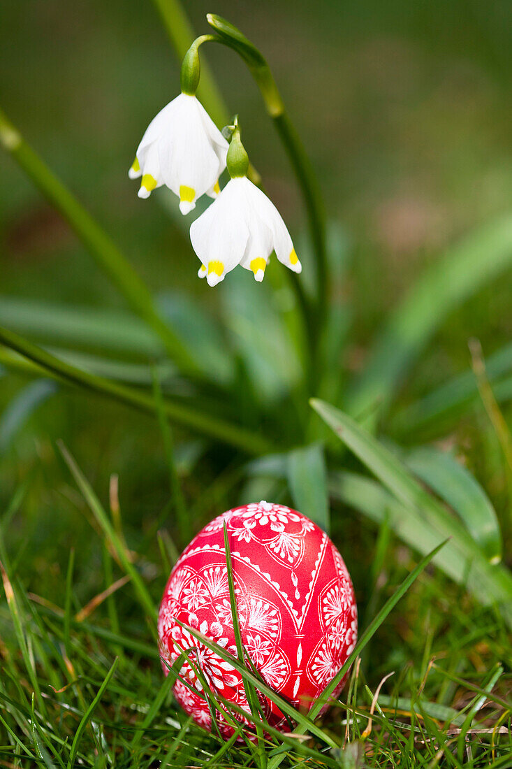 Gekratztes rotes Osterei mit Märzenbecher, Blume, Frühling