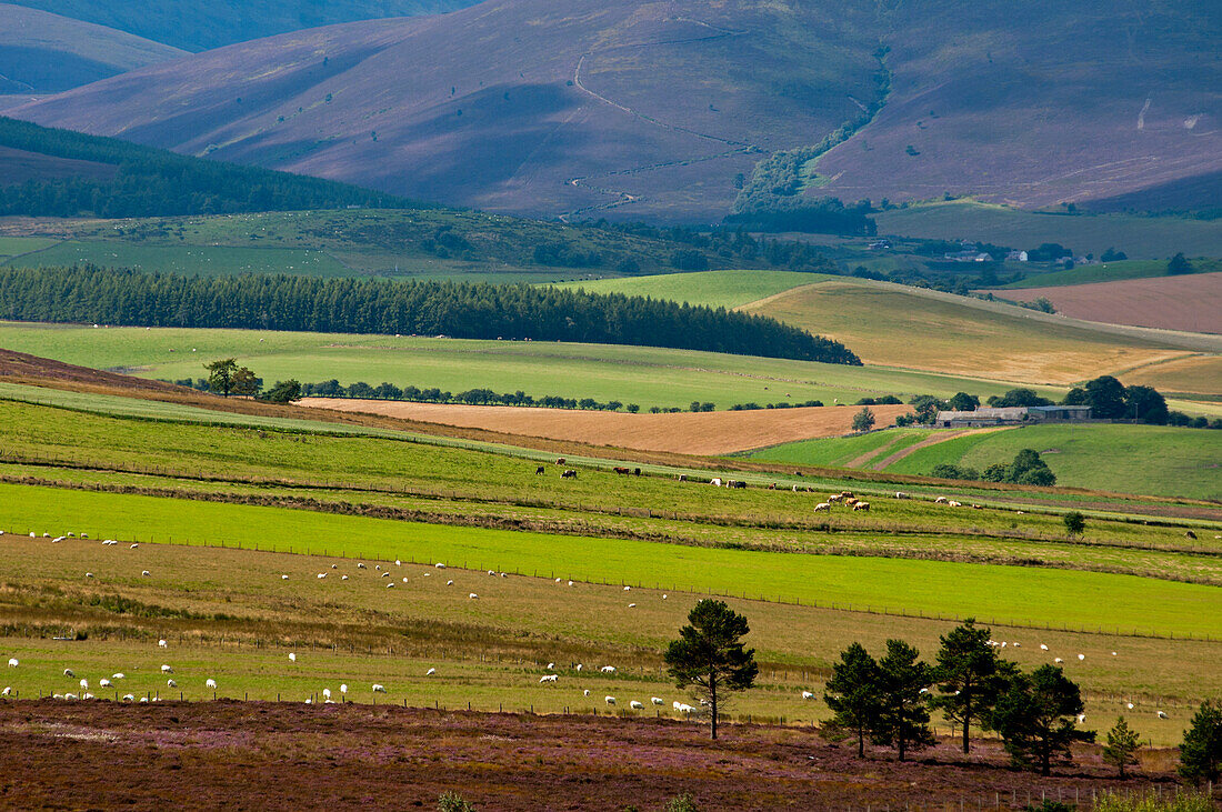 Landschaft nahe Dufftown, Aberdeenshire, Schottland