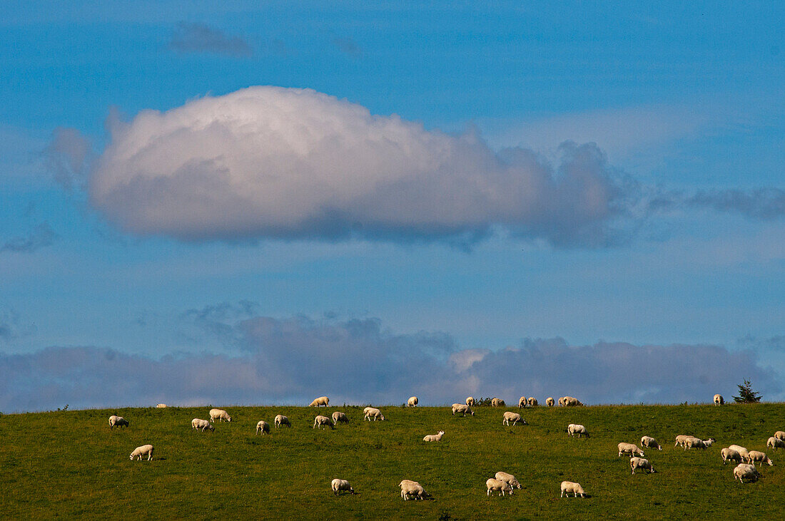 Rural scenery near Dufftown, Aberdeenshire, Scotland