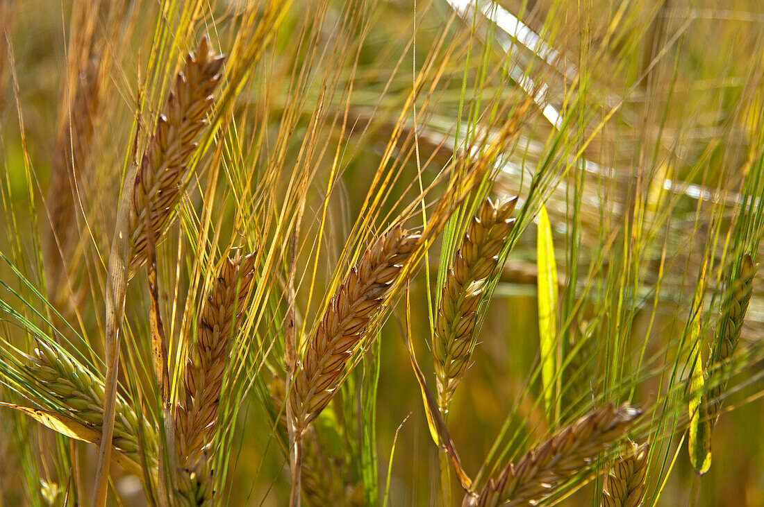 Barley field near Huntley, Aberdeenshire, Scotland