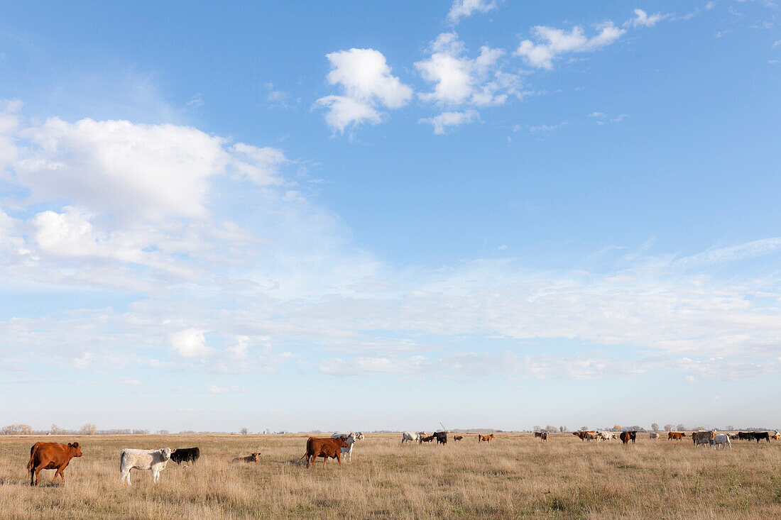 Kühe auf der Weide, Kühe Charolais, Maxbass, Minot, North Dakota, Vereinigte Staaten von Amerika, USA