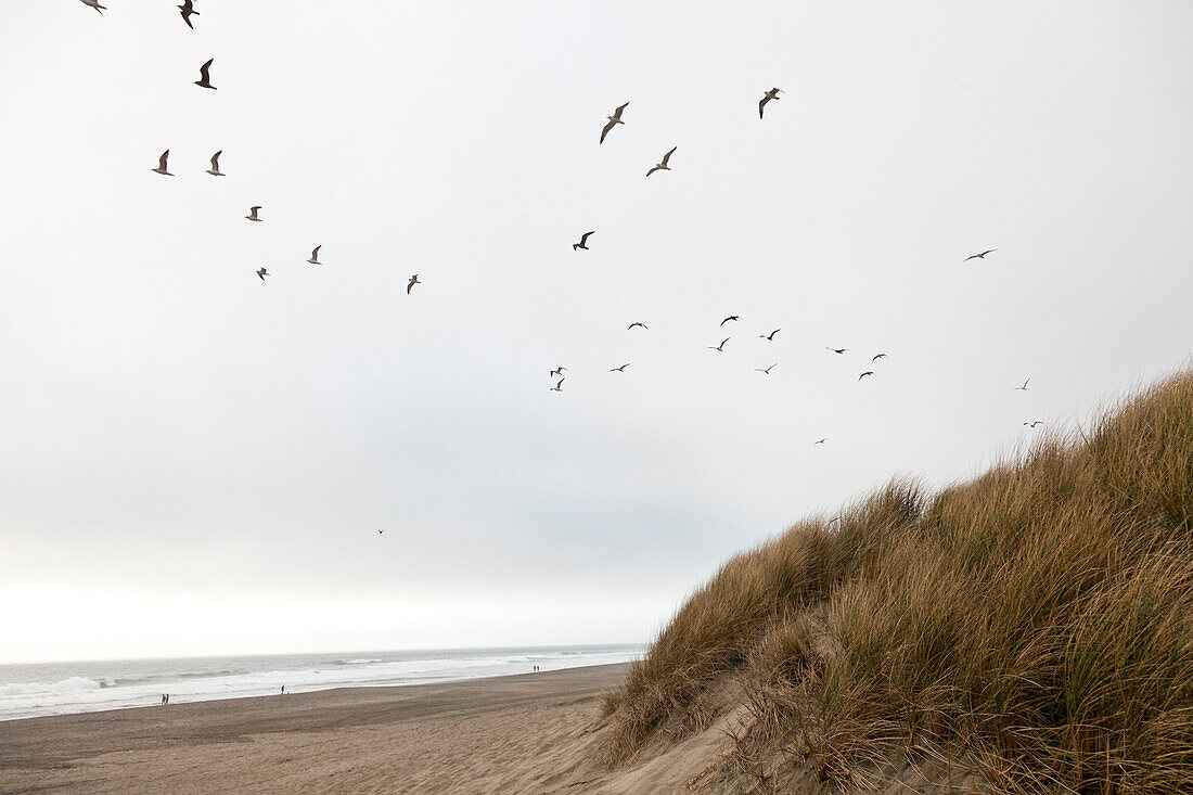 Sandy beach and gulls, Great Highway, Pazific Ocean, San Francisco, California, United States of America, USA