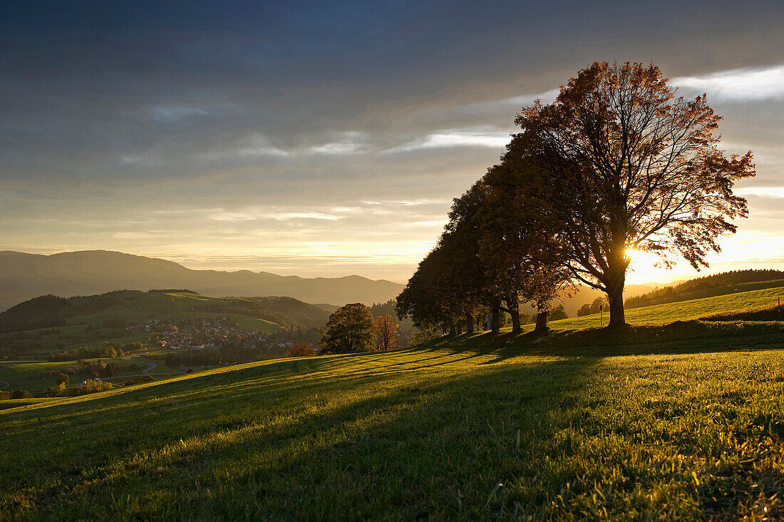 Deciduous trees in sunset, Sankt Peter, Black Forest, Baden-Wurttemberg, Germany