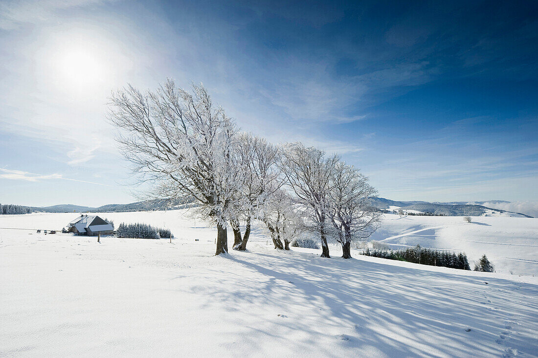 Snow-covered beech trees at mount Schauinsland, Freiburg im Breisgau, Black Forest, Baden-Wurttemberg, Germany