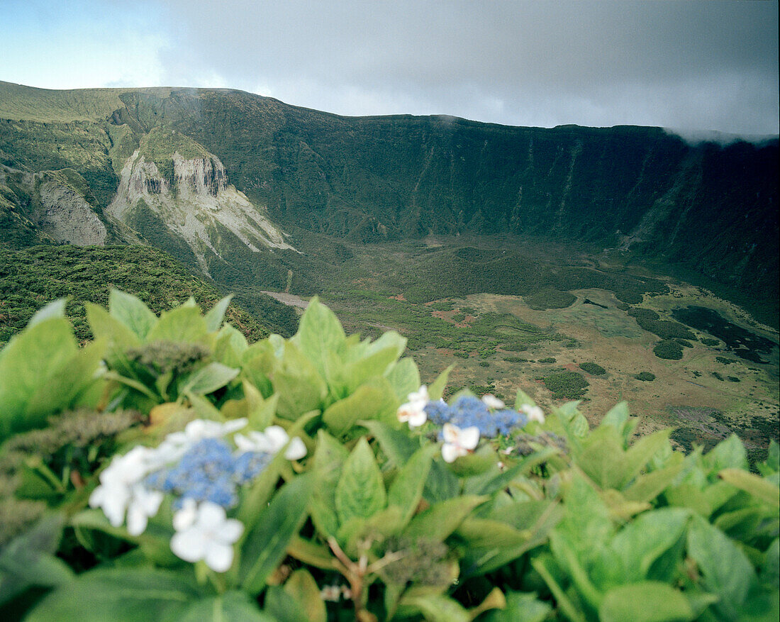 Hydrangeas at Caldeira of Faial, Reserva Natural, Faial island, Azores, Portugal
