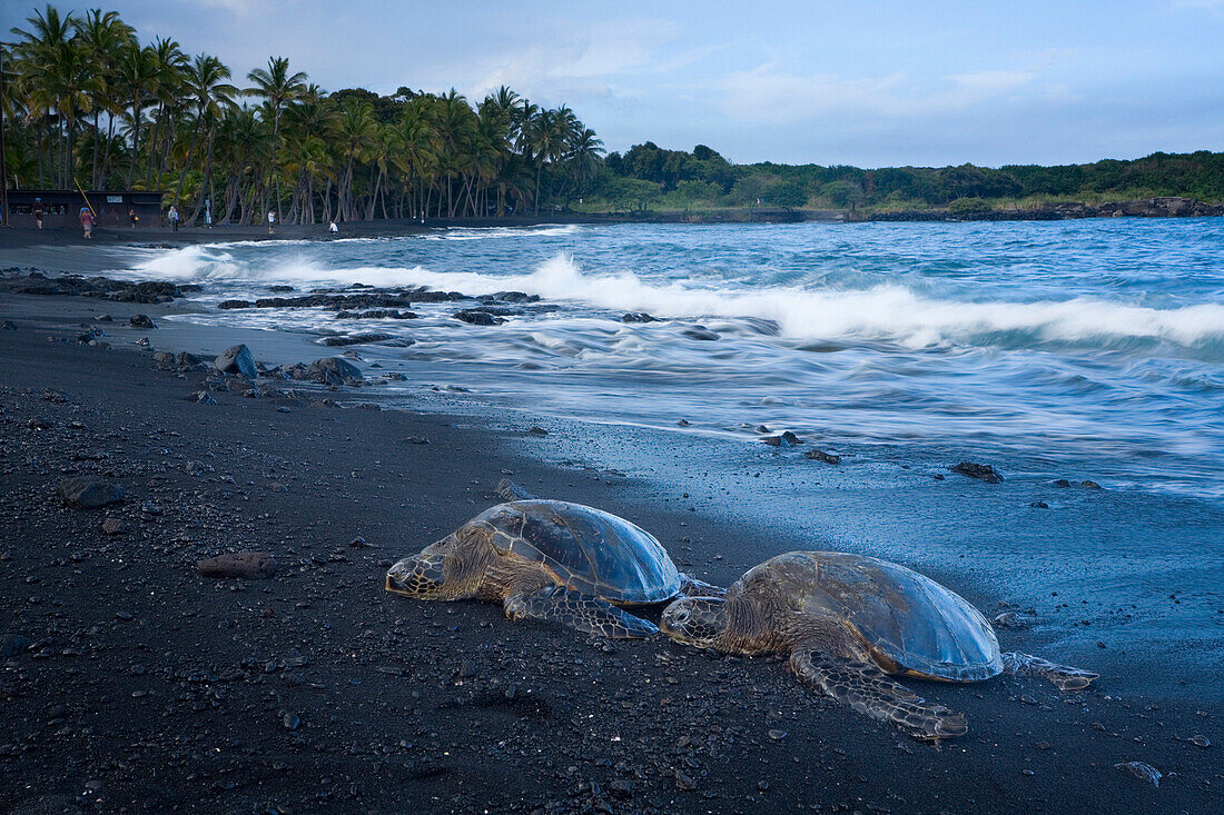 Green Sea Turtles on Punaluu Beach, Hawaii Island, Hawaii, USA