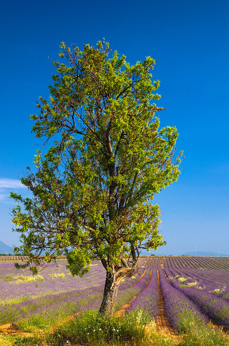 Lavender fields and tree, Valensole, Provence, France
