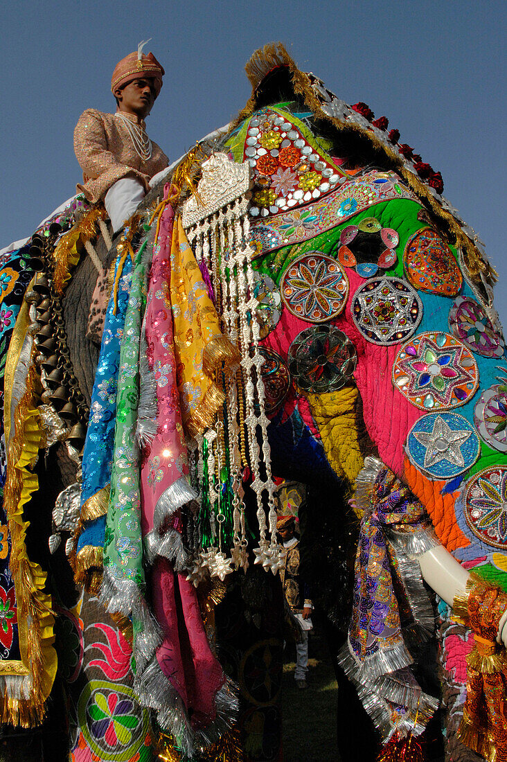 Colourful elephant with rider at the Jaipur Elephant Festival, Jaipur, Rajasthan, India