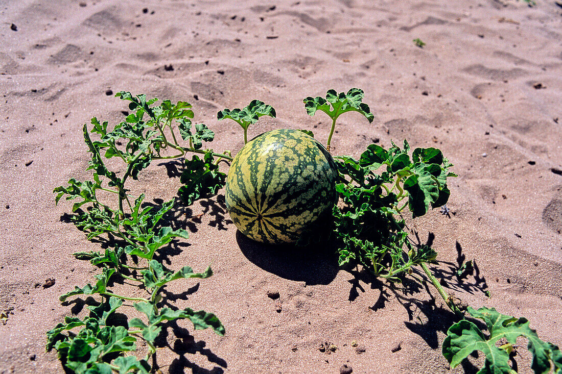 Wild Melon in Central Kalahari Game Reserve, Botswana