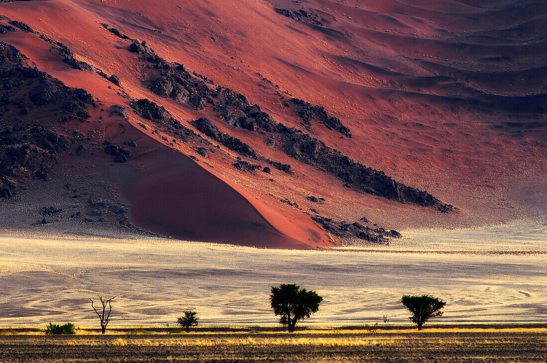 Red sand dunes in Sossusvlei, Sossusvlei, Namib Naukluft National Park, Namib desert, Namib, Namibia, Africa