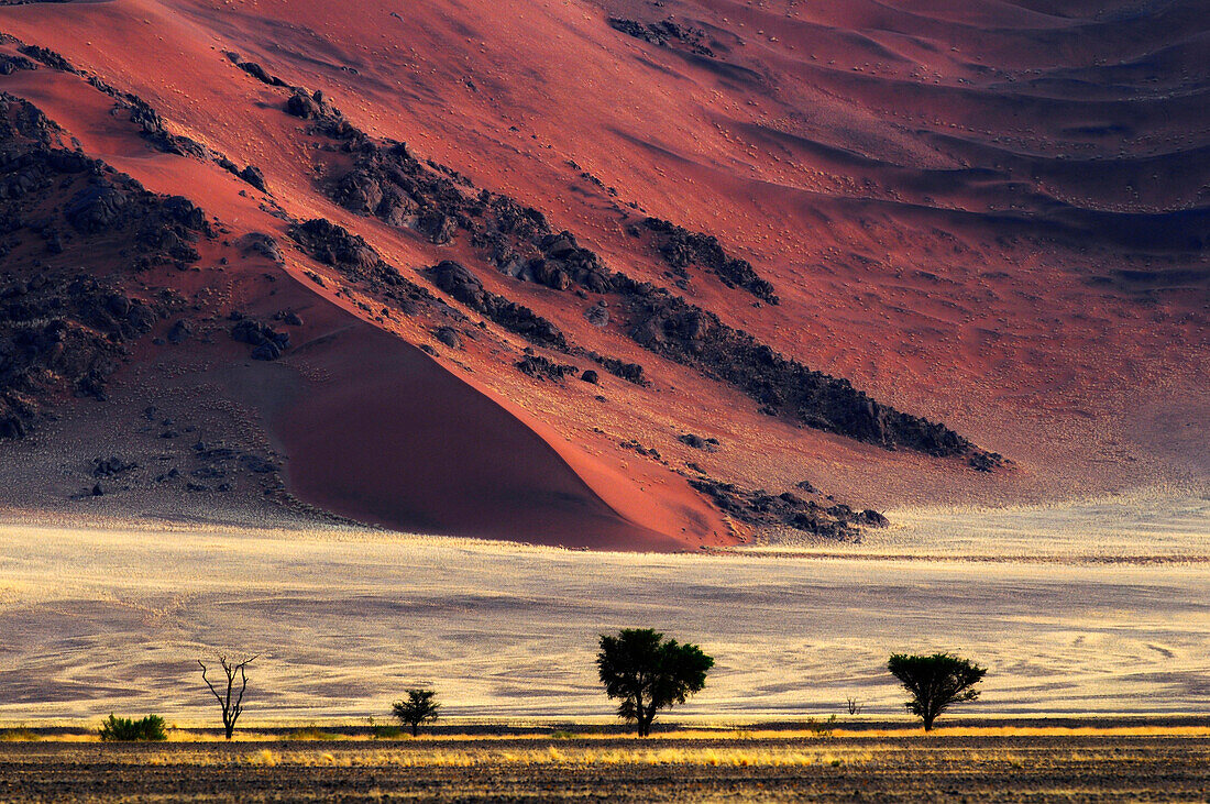Rote Sanddünen im Sossusvlei, Sossusvlei, Namib Naukluft National Park, Namibwüste, Namib, Namibia, Afrika