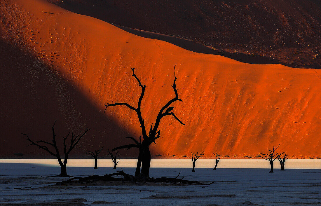 Abgestorbener Bäume auf Tonboden vor Sanddüne, Deadvlei, Sossusvlei, Namib, Namibia, Afrika