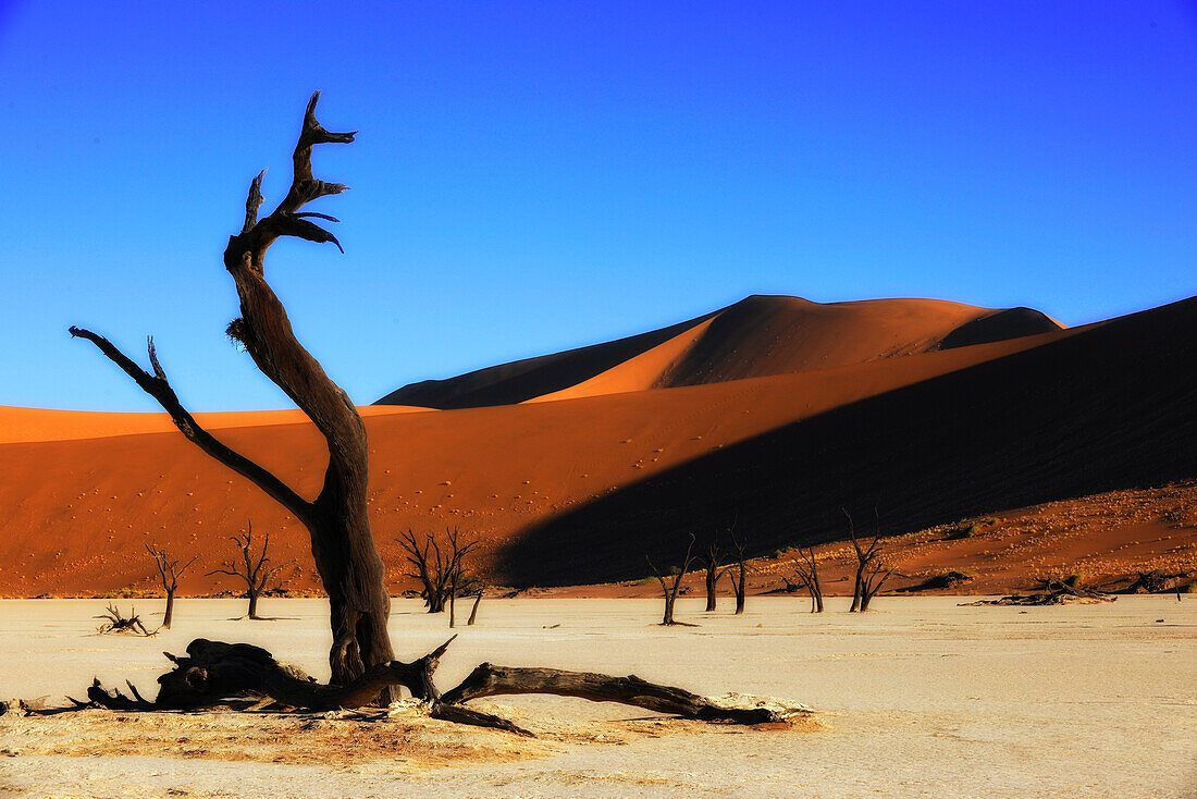 Dead tree on clay soil in front of red sand dune, Deadvlei, Sossusvlei, Namib, Namibia, Africa