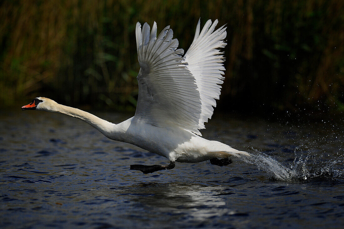 Swan flying up, Achterwasser, Loddin, Usedom island, Mecklenburg-Western Pomerania, Germany