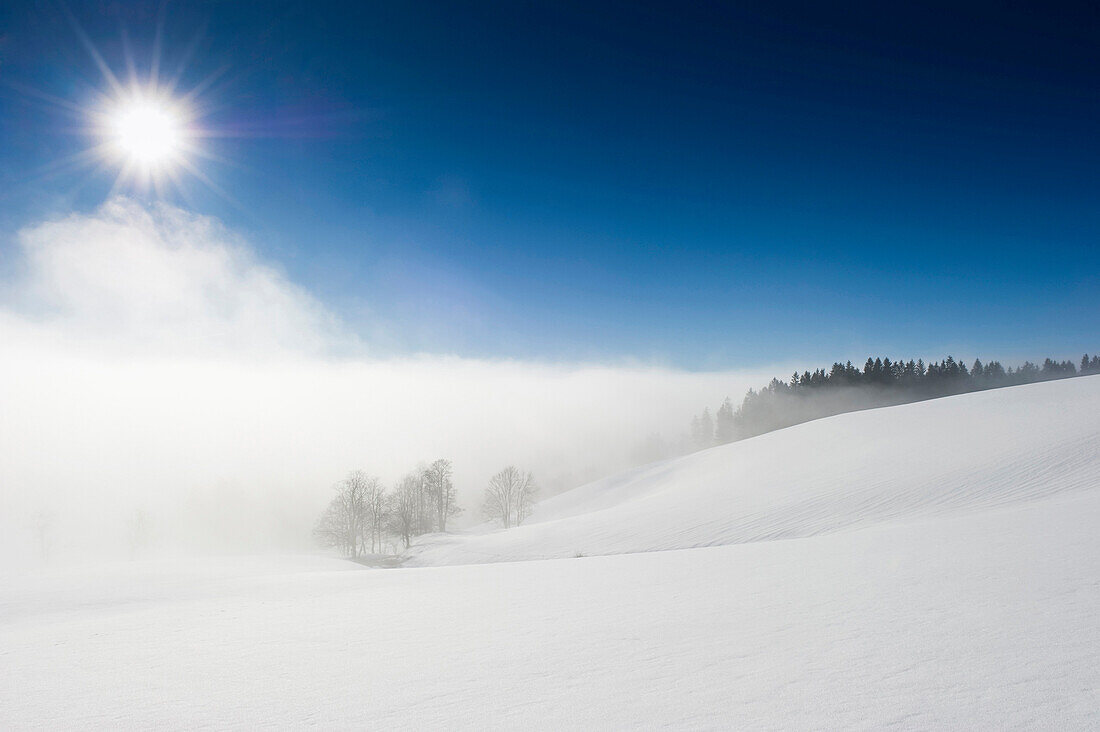 Winter scenery, St. Margen, Black Forest, Baden-Wurttemberg, Germany