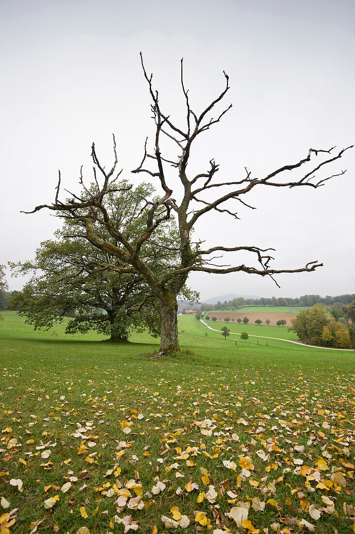 Old oak trees, Wildenstein castle park, Bubendorf, Canton Basel-Country, Switzerland