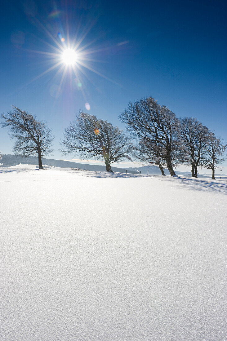 Snow-covered beech trees on mount Schauinsland, Freiburg im Breisgau, Black Forest, Baden-Wurttemberg, Germany