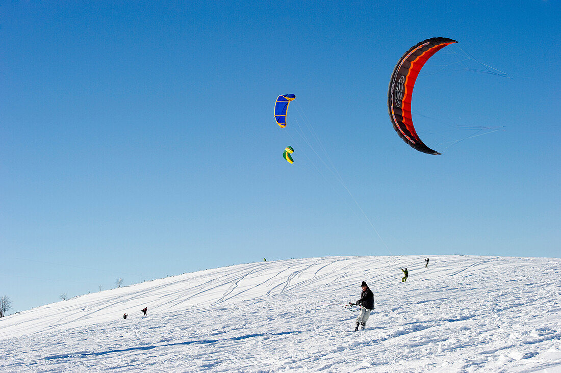 Schneekiter auf dem Schauinsland, Freiburg im Breisgau, Schwarzwald, Baden-Württemberg, Deutschland