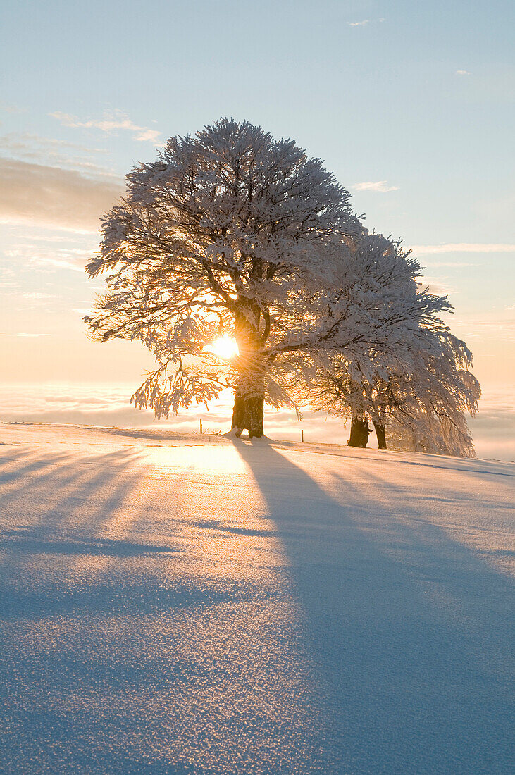 Schneebedeckte Buchen auf dem Schauinsland, Freiburg im Breisgau, Schwarzwald, Baden-Württemberg, Deutschland