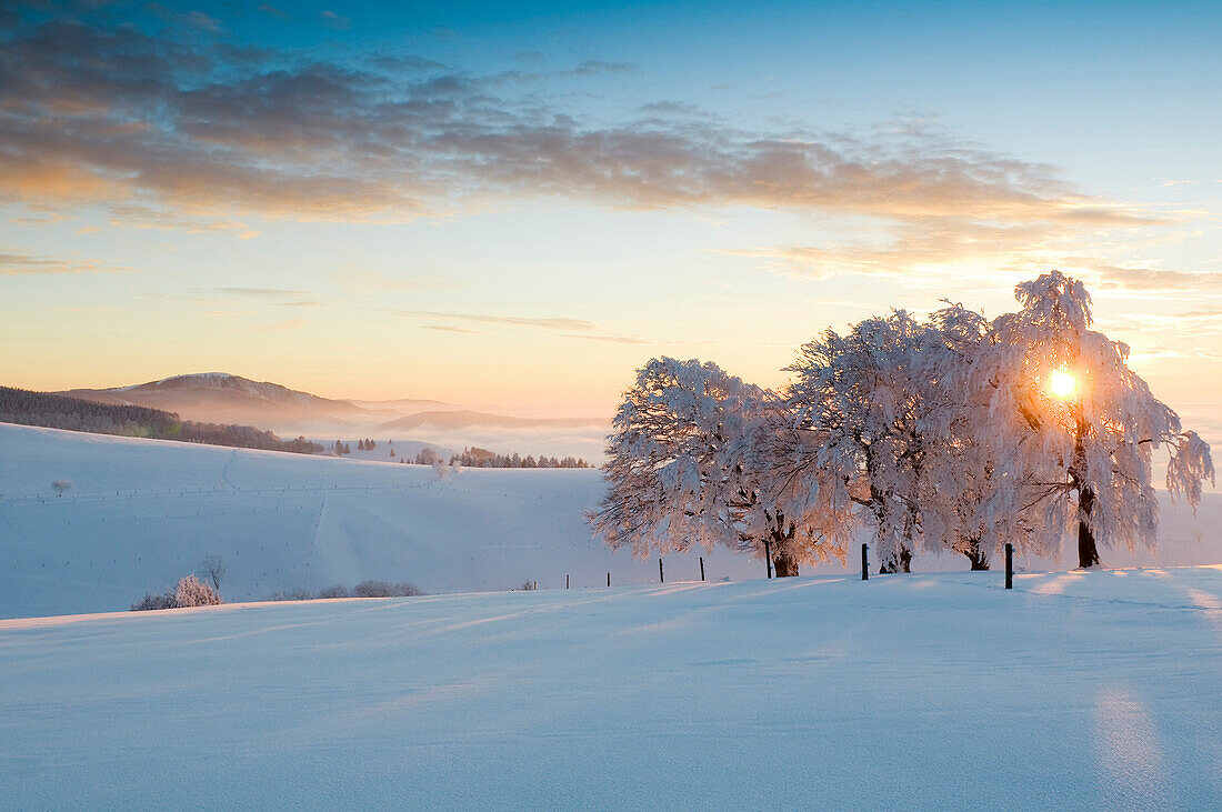 Schneebedeckte Buchen auf dem Schauinsland, Freiburg im Breisgau, Schwarzwald, Baden-Württemberg, Deutschland