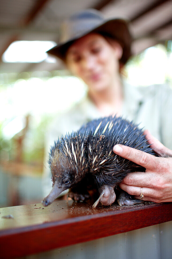 Ranger mit Schnabeligel Echidna, Bungalow Bay Koala Village, Horseshoe Bay, Nordküste Magnet Island, Great Barrier Reef Marine Park, UNESCO Weltkulturerbe, Queensland, Australien, Weltnaturerbe