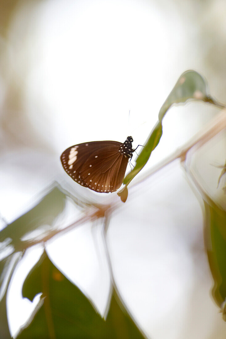 Brown butterfly, northcoast of Magnetic island, Great Barrier Reef Marine Park, UNESCO World Heritage Site, Queensland, Australia