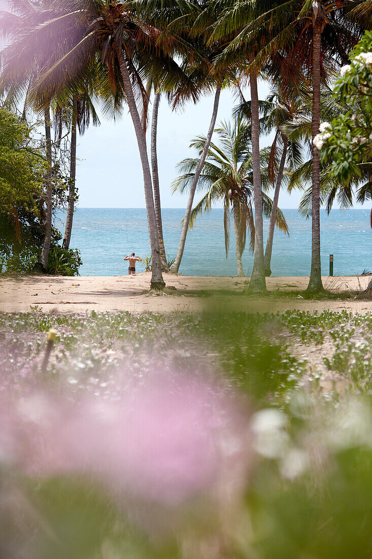 Palmtrees at Radical Bay, northeast coast of Magnetic island, Great Barrier Reef Marine Park, UNESCO World Heritage Site, Queensland, Australia