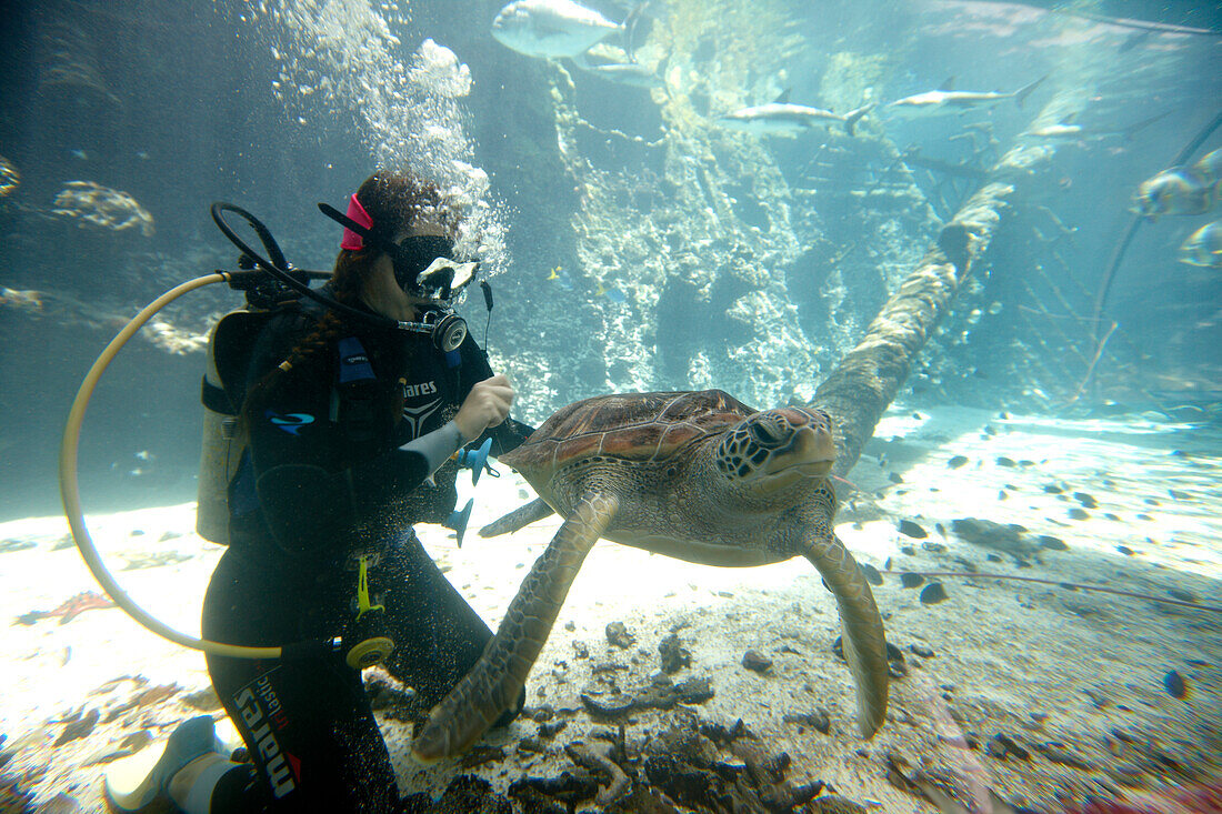 Taucher mit Meeresschildkröte im Reef HQ Aquarium, Townsville, Queensland, Australien