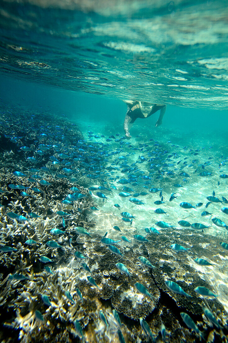 Taucher hinter einem Schwarm Fische, Korallen vor Wilson Island, Teil des Capricornia Cays National Park, Great Barrier Reef Marine Park, UNESCO Weltnaturerbe, Queensland, Australien