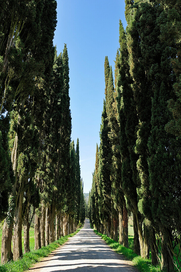 Street leading through an alley of cypresses, Tuscany, Italy