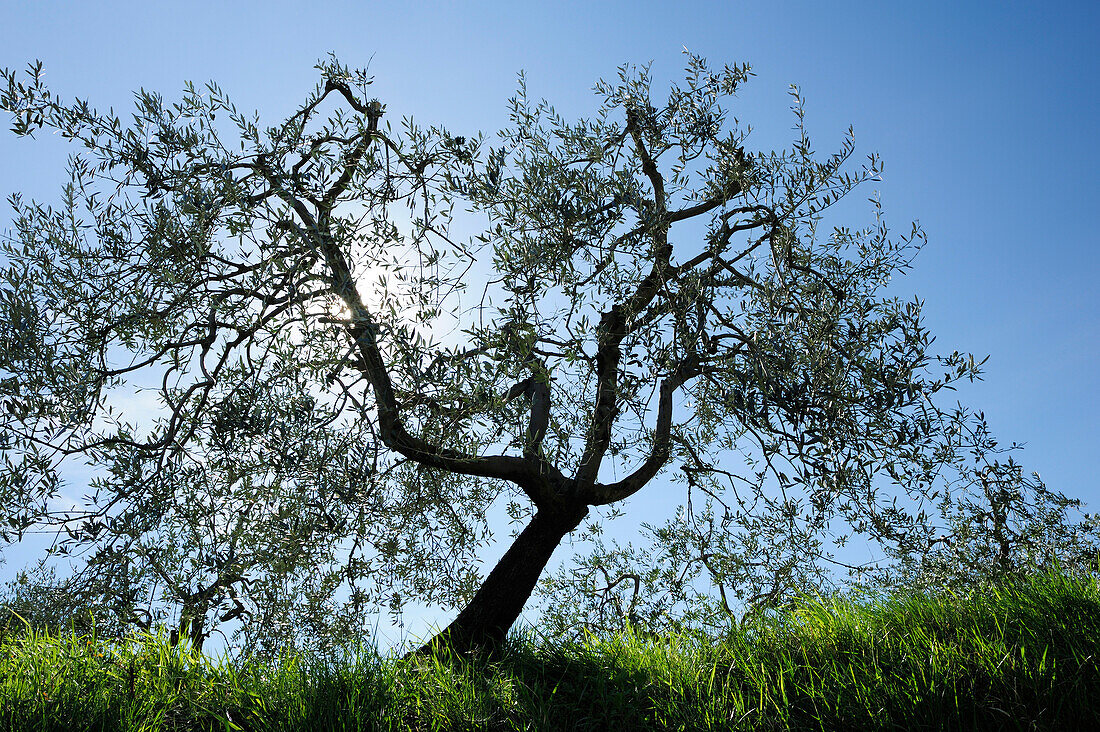 Olivenbaum im Gegenlicht, UNESCO Weltkulturerbe San Gimignano, San Gimignano, Toskana, Italien