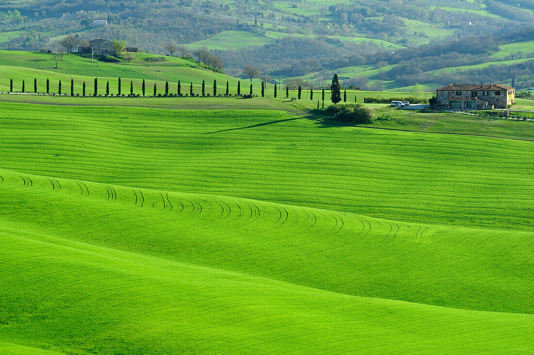 Landhaus mit Zypressenallee in welliger Wiesenlandschaft, Val d´Orcia, UNESCO Weltkulturerbe Val d´Orcia, Toskana, Italien