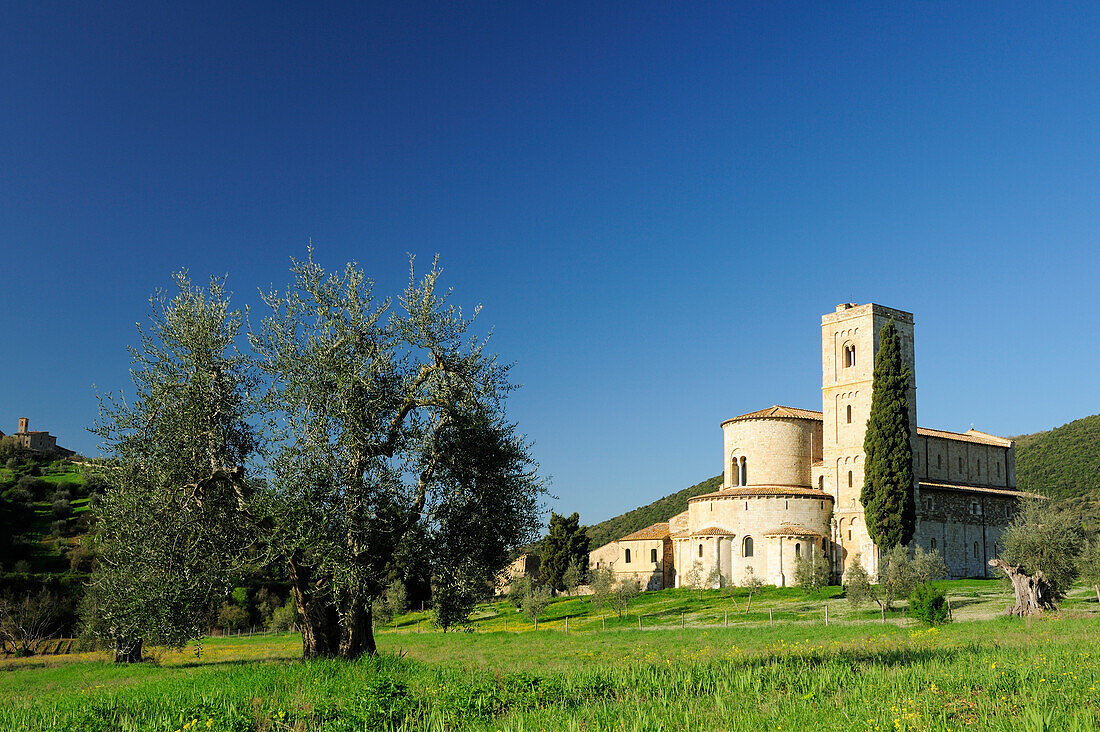 Romanesque convent San Antimo with olive trees and cypresses, San Antimo, Tuscany, Italy