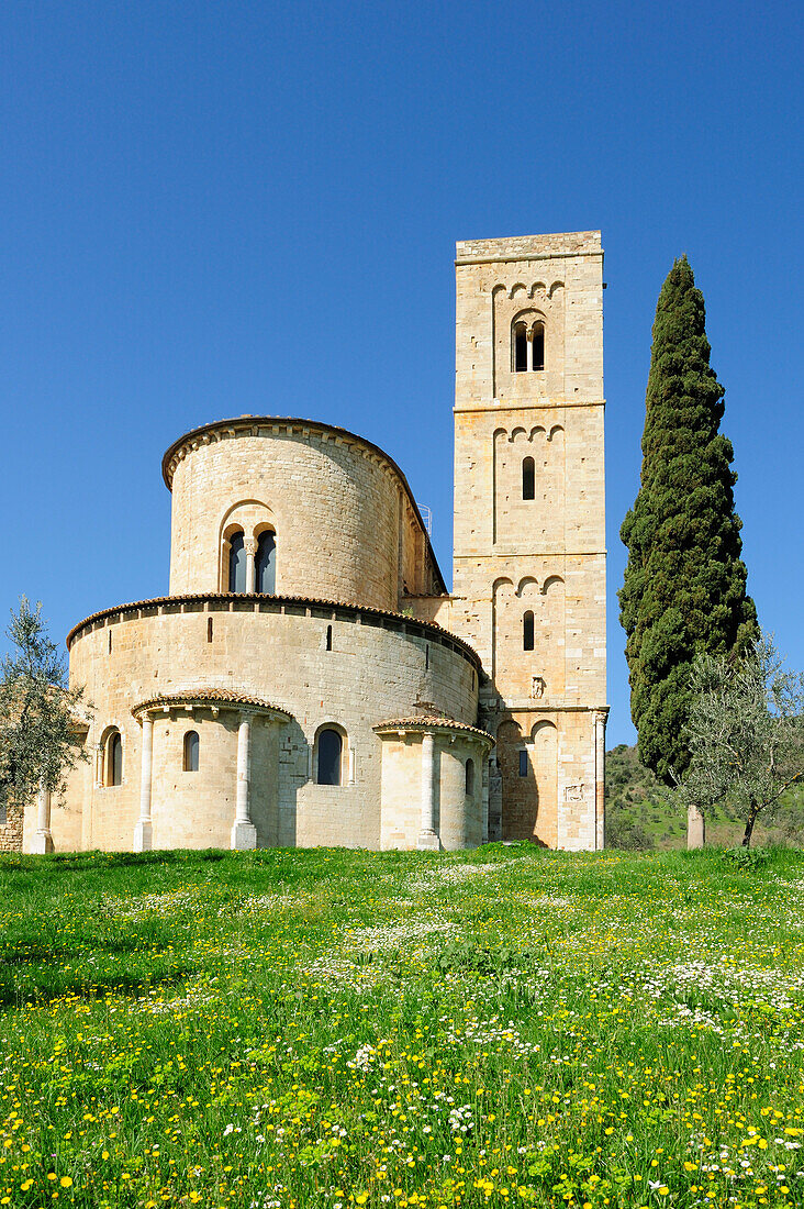 Romanisches Kloster San Antimo, mit Oliven und Zypressen, San Antimo, Toskana, Italien